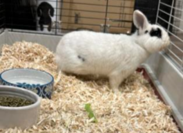 White and black bunny looking out of the rabbit hutch